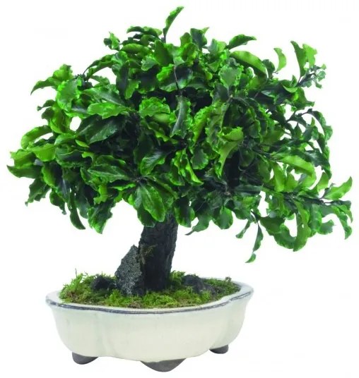 Tenuifolium Pitosporum bonsai 25 cm