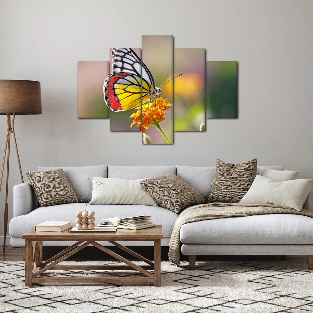 Obraz motýľa na kvete (150x105 cm)