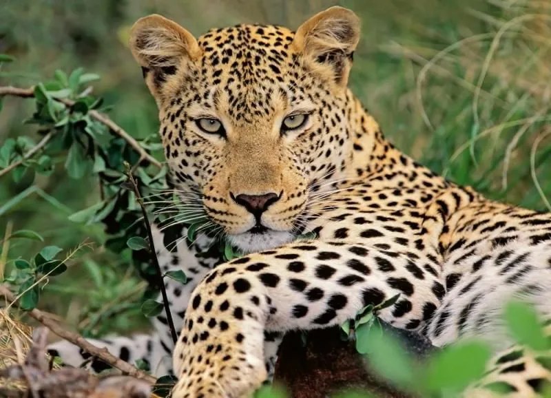 Ravensburger Leopard 100 dielov
