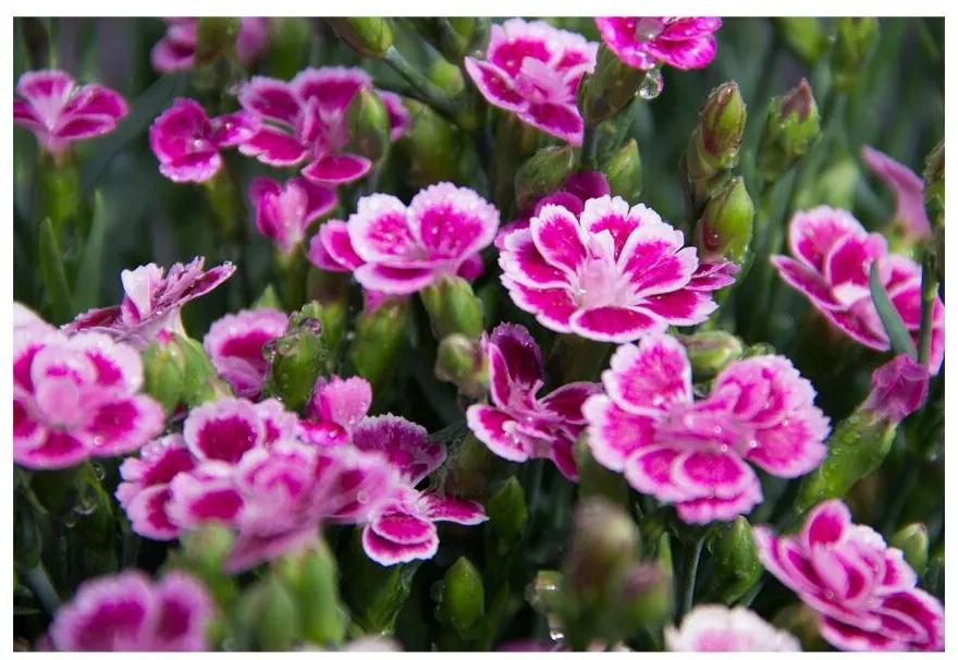 Fototapeta Vliesová Ružové kvety 416x254 cm