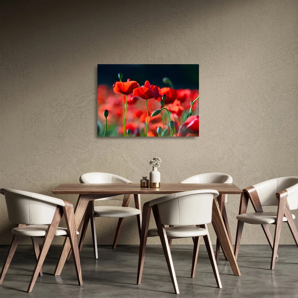 Sklenený obraz - vlčie maky (70x50 cm)