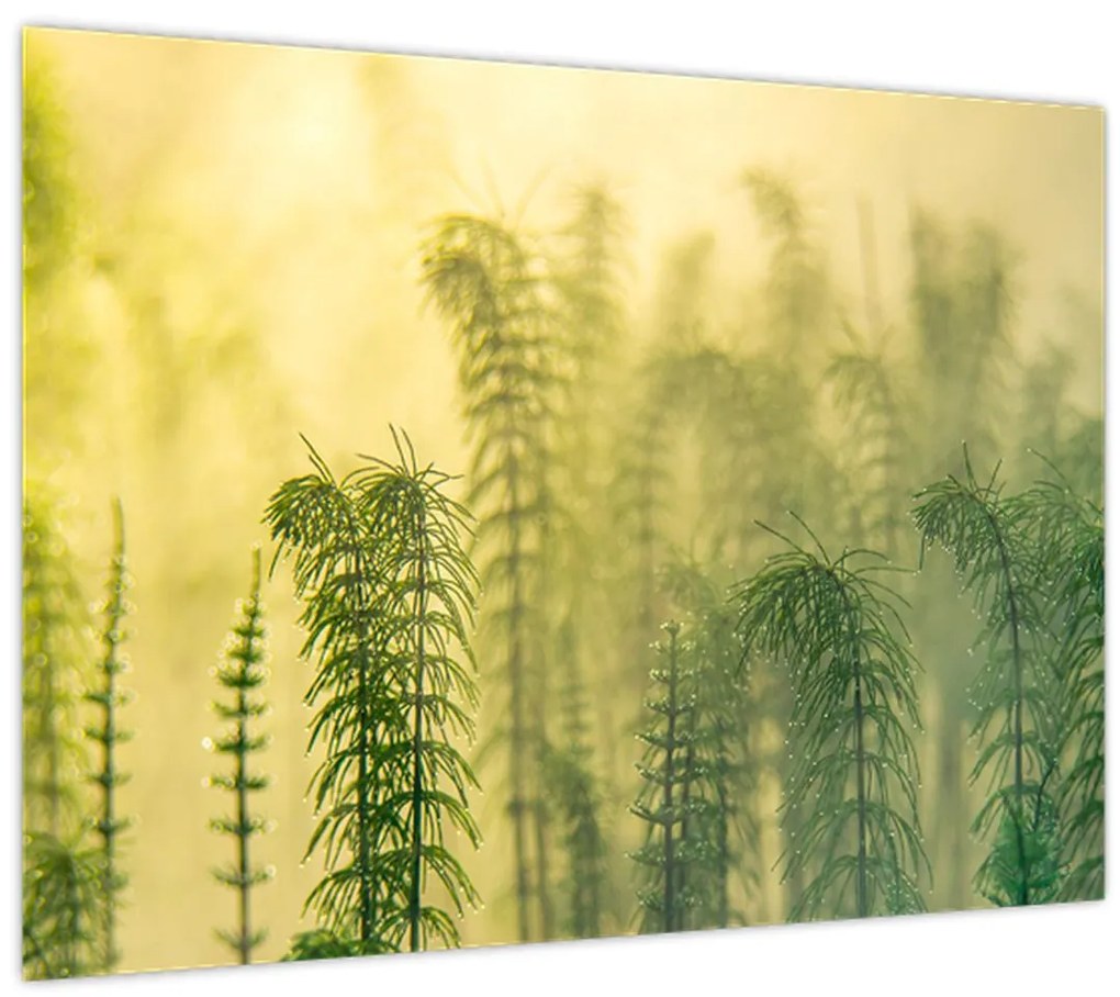 Sklenený obraz - Detail jarnej hmlistej prírody (70x50 cm)