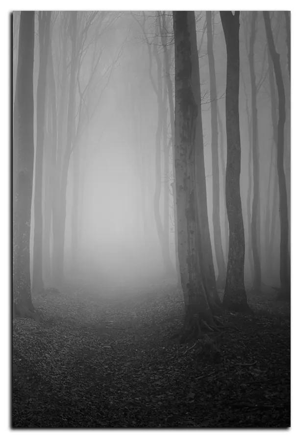 Obraz na plátne - Hmla v lese - obdĺžnik 7182QA (100x70 cm)