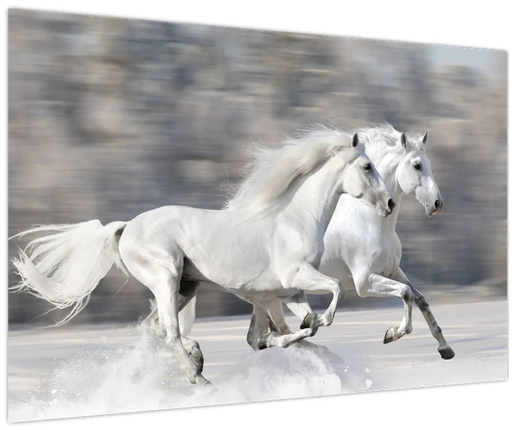 Obraz - Biele kone v zime (90x60 cm)