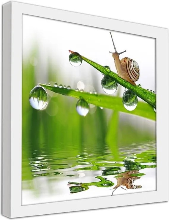 CARO Obraz v ráme - A Snail On Dewy Grass Biela 20x20 cm