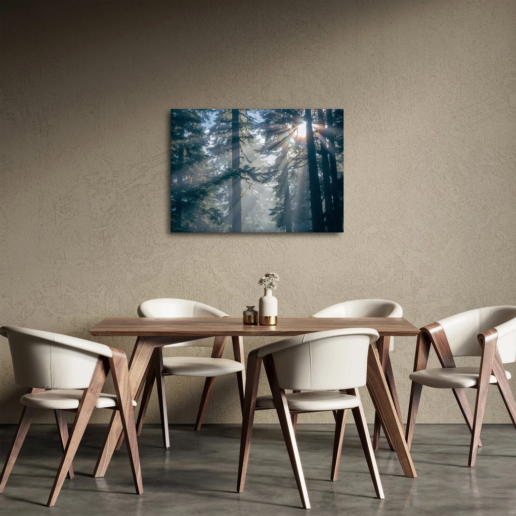 Obraz stromov s presvitajúcim slnkom (70x50 cm)