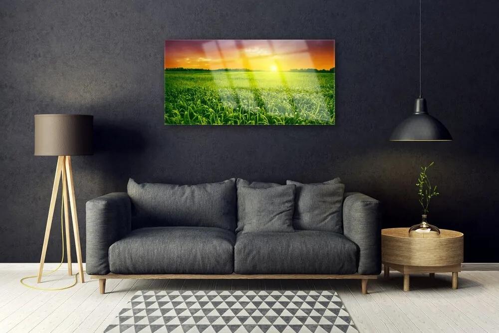 Obraz na skle Obilie pole východ slnka 120x60 cm