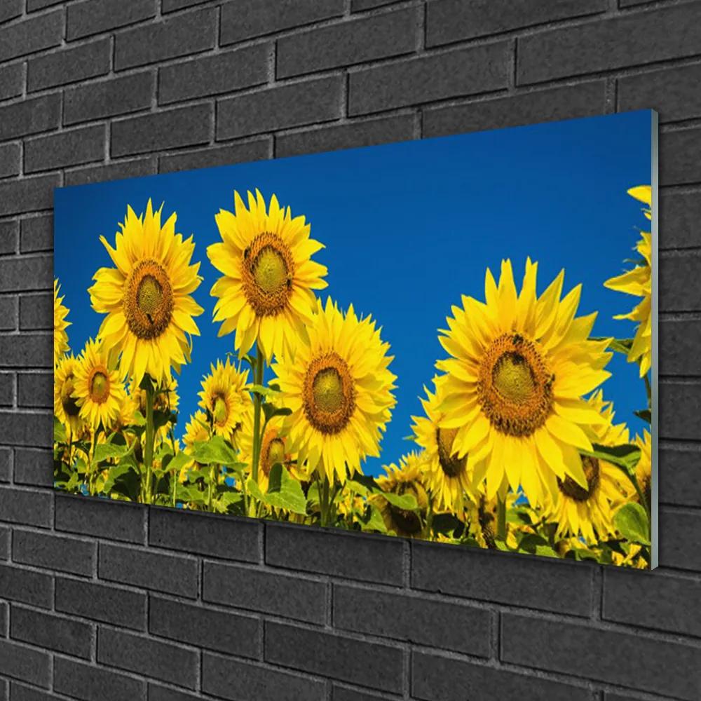 Obraz na skle Slnečnicami rastlina 140x70 cm
