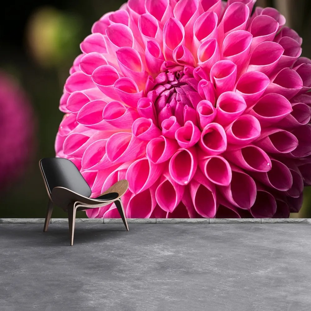 Fototapeta Vliesová Dahlia pink 250x104 cm