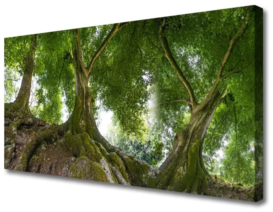 Obraz Canvas Stromy rastlina príroda 125x50 cm