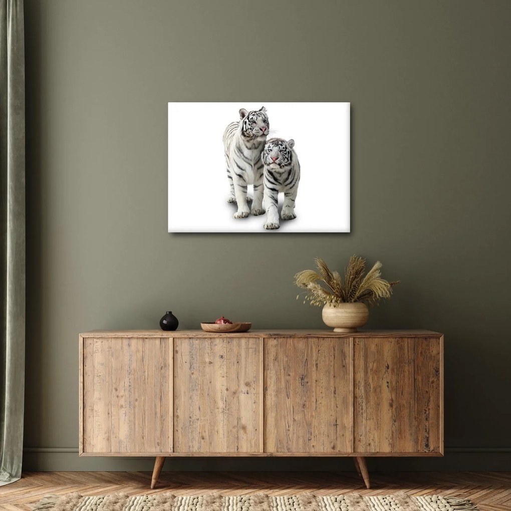 Obraz - Biely tiger (70x50 cm)