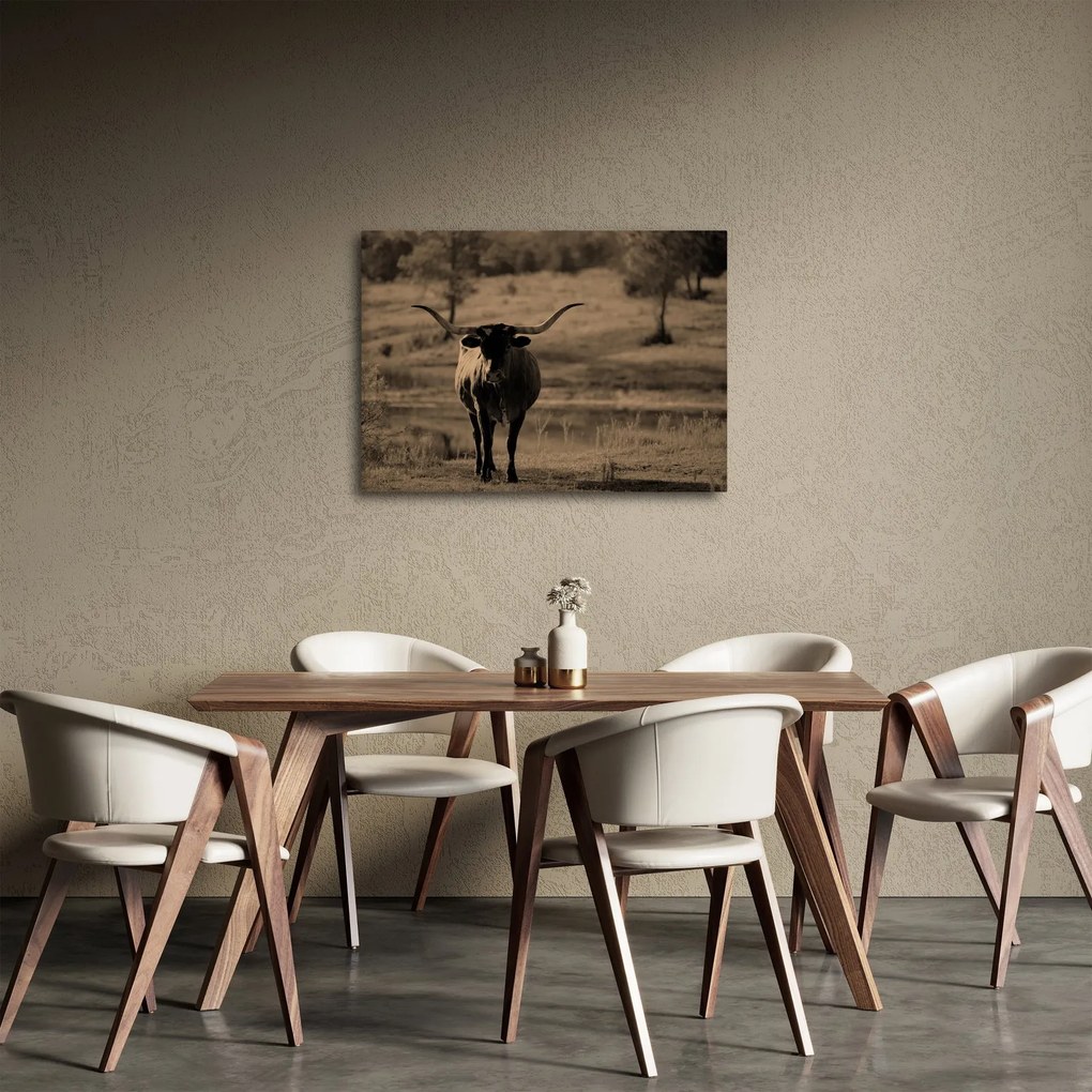 Obraz - Texaská krava (70x50 cm)