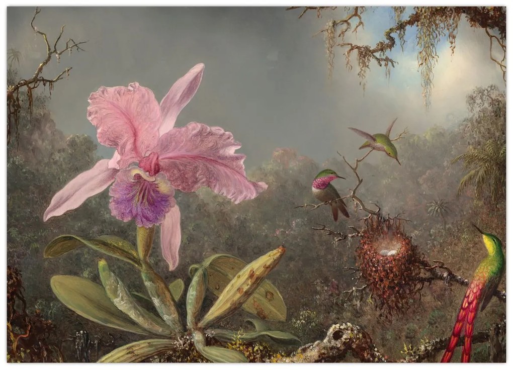 Sklenený obraz - Martin Johnson Heade, Cattleya Orchid and Three Hummingbirds, reprodukcia (70x50 cm)