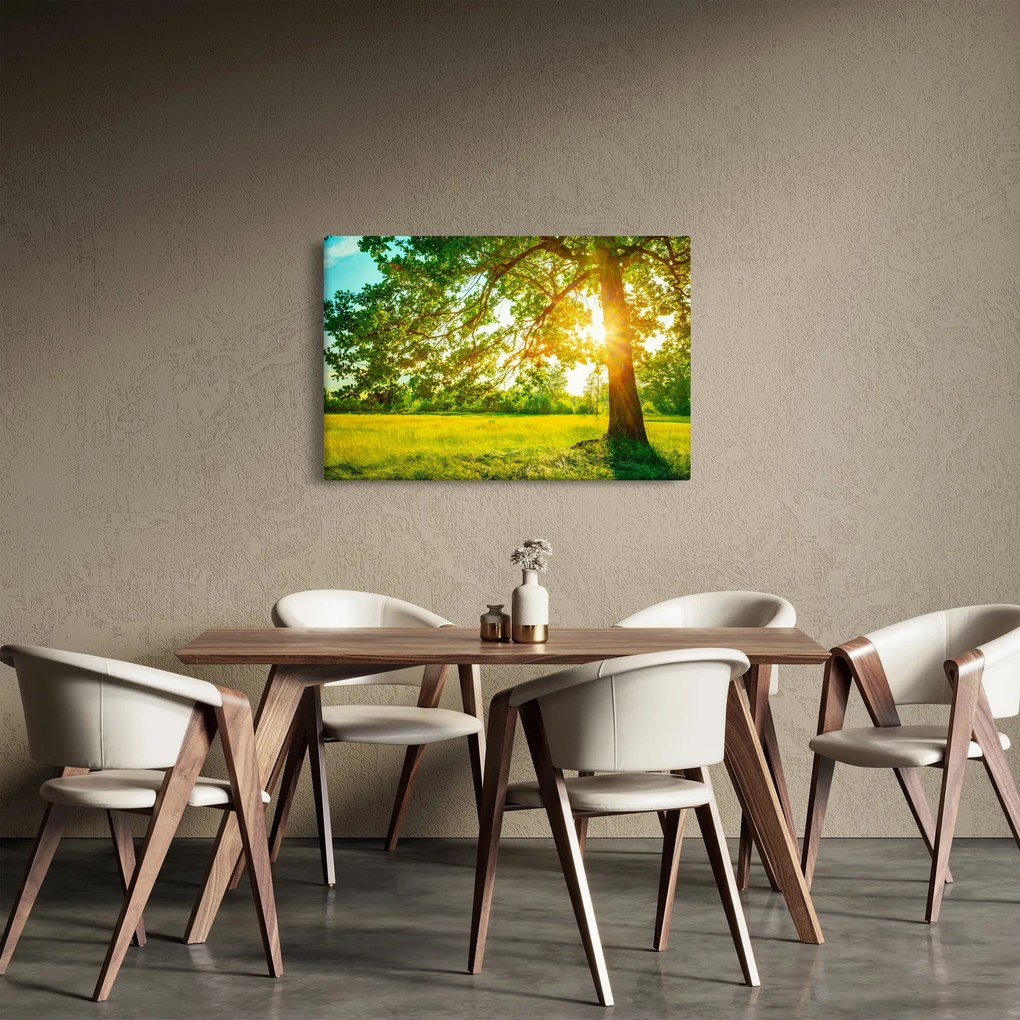Obraz - Slnečný les (90x60 cm)