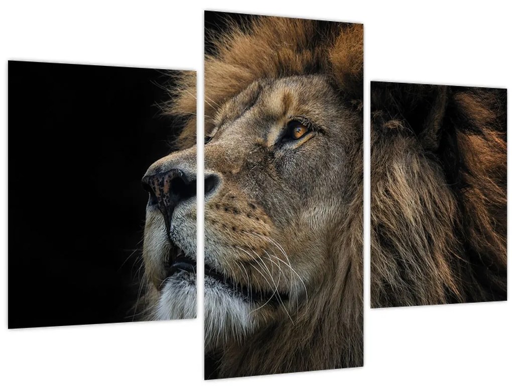 Obraz - Majestátny lev (90x60 cm)