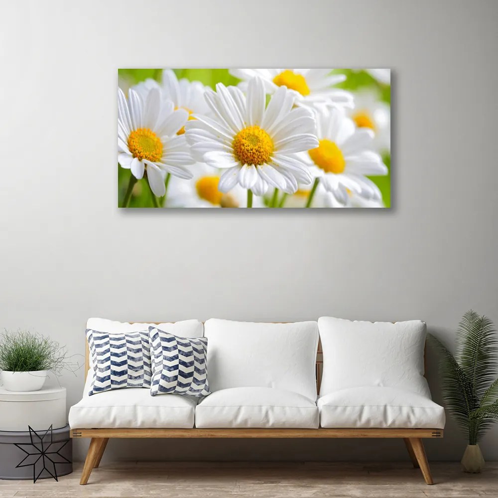 Obraz Canvas Sedmokrásky rastlina príroda 125x50 cm