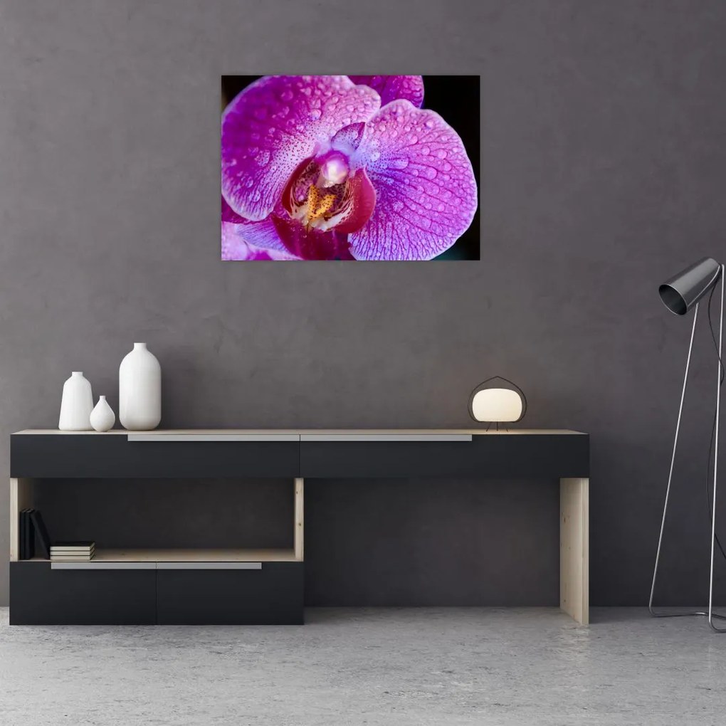 Detailný obraz kvetu orchidey (70x50 cm)