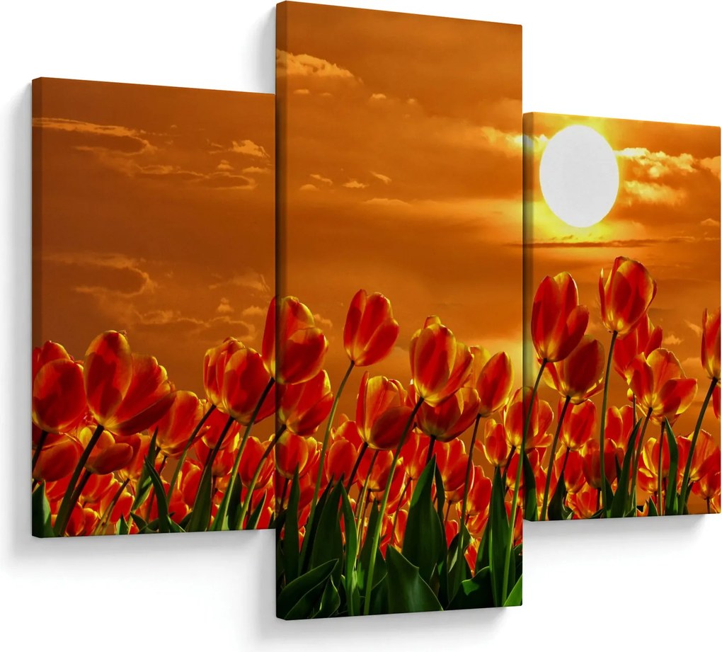 Obraz rozkvitnutého lánu s tulipánmi (90x60 cm)