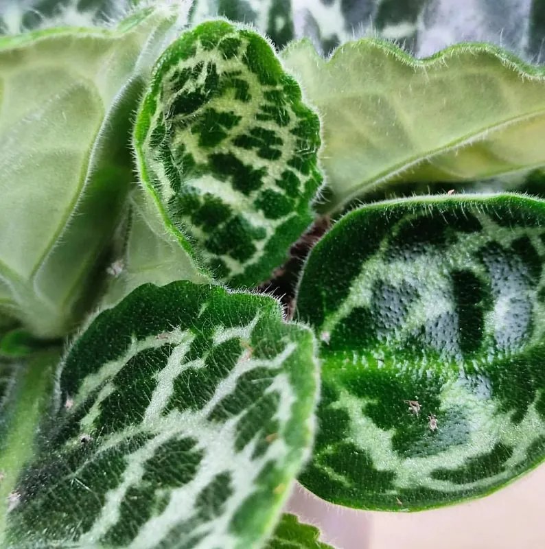 Streptocarpus Pretty Turtle 13x25 cm