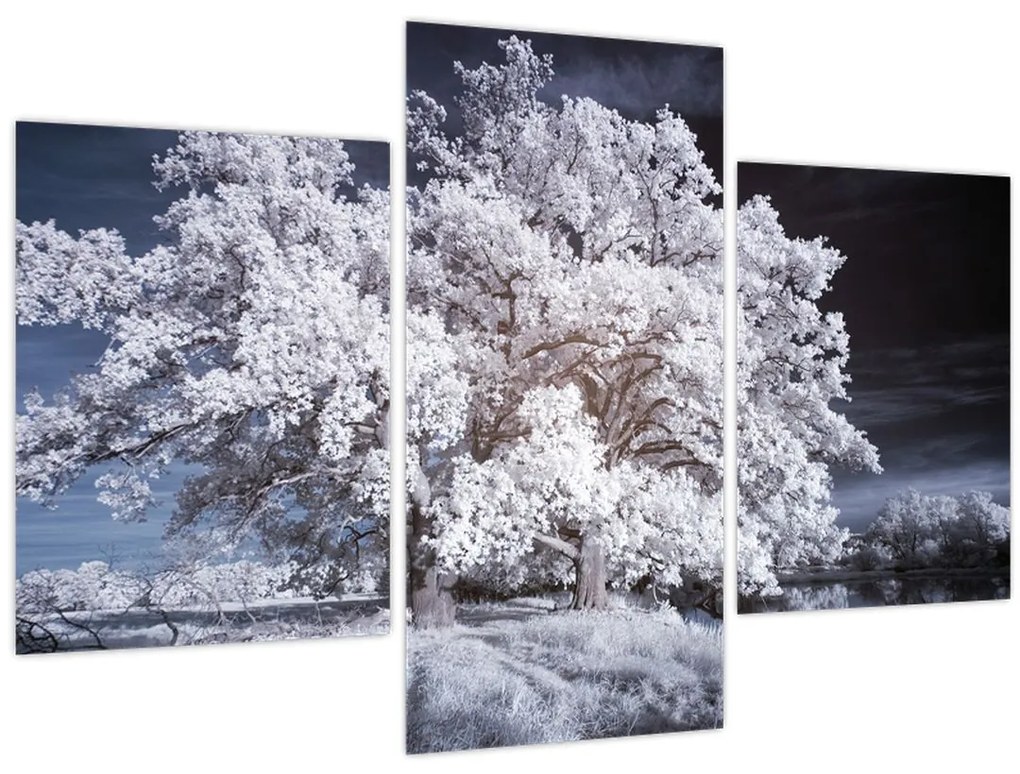 Obraz - Snehobiely strom (90x60 cm)