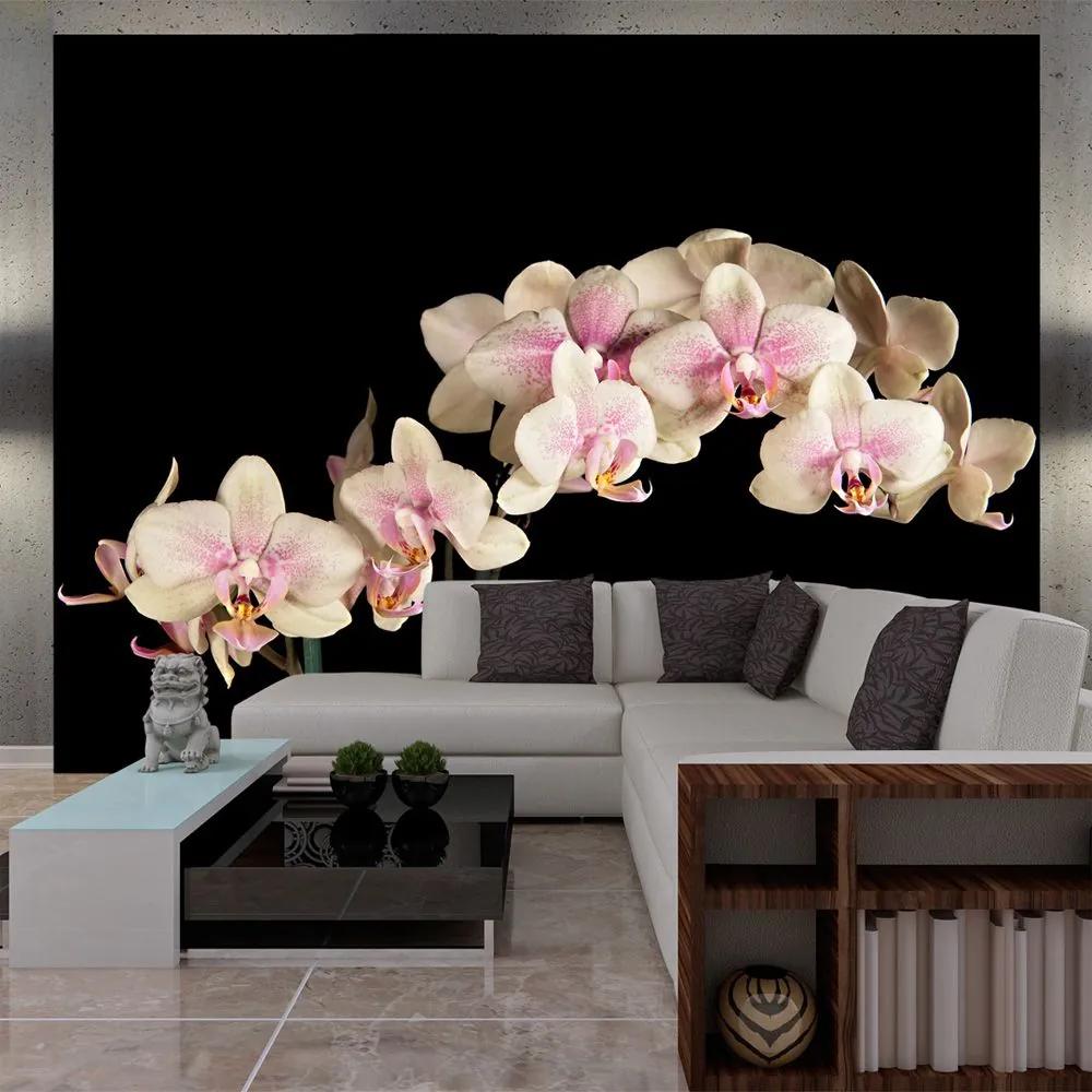 Fototapeta - Blooming orchid 200x154