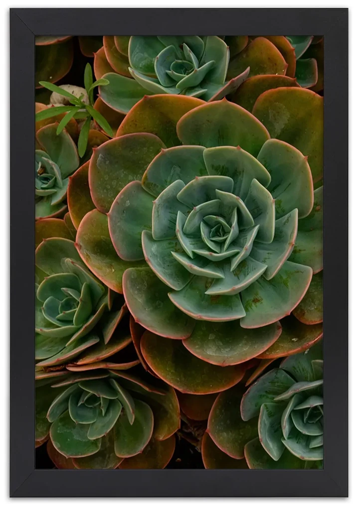 Gario Plagát Dekoratívne sukulenty Farba rámu: Bez rámu, Rozmery: 30 x 45 cm
