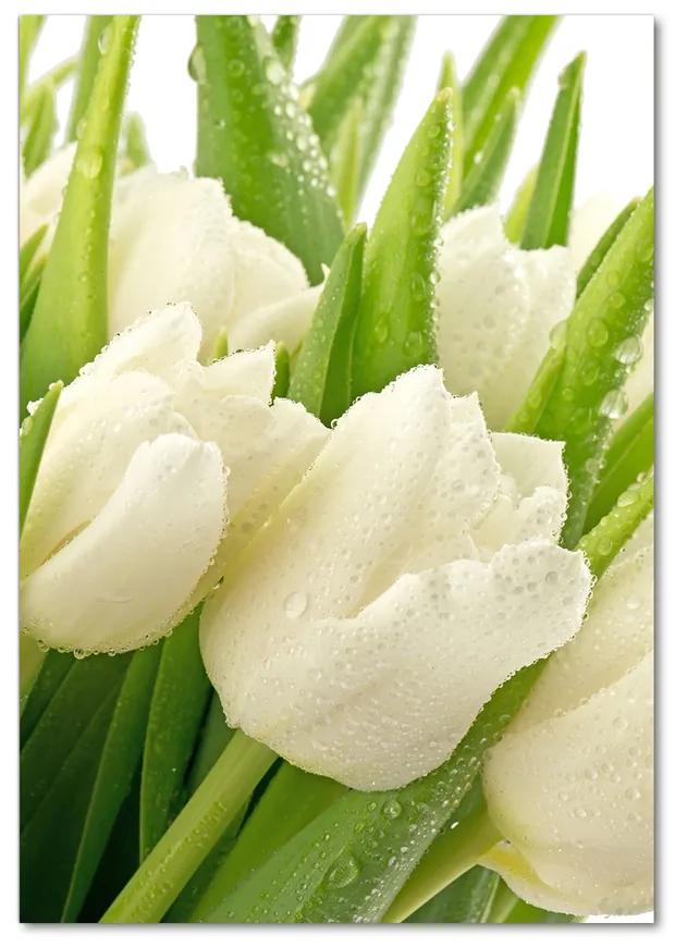 Foto obraz akryl do obývačky Biele tulipány pl-oa-70x100-f-49549577