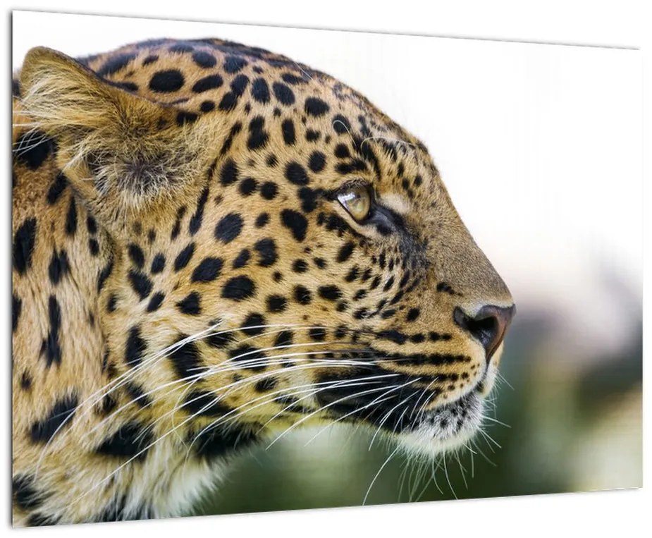 Leopard - obraz