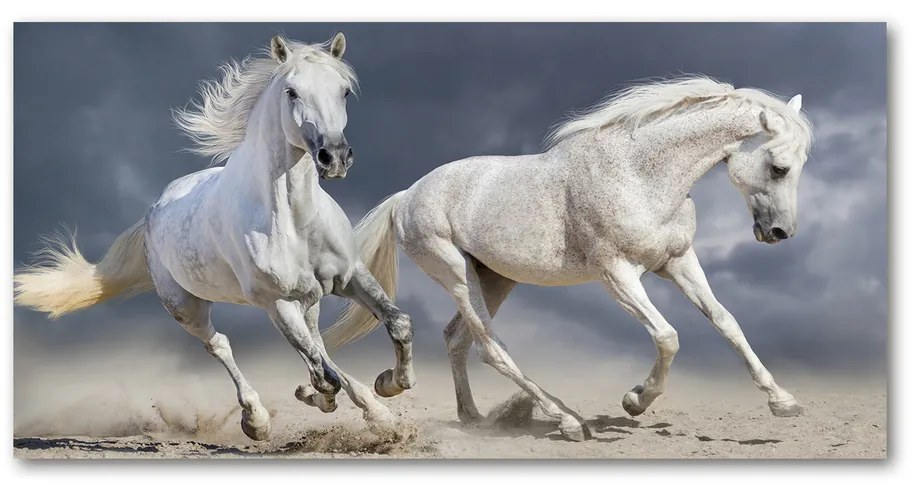 Moderný foto-obraz akryl na stenu Biele kone pláž pl-oa-140x70-f-106869148