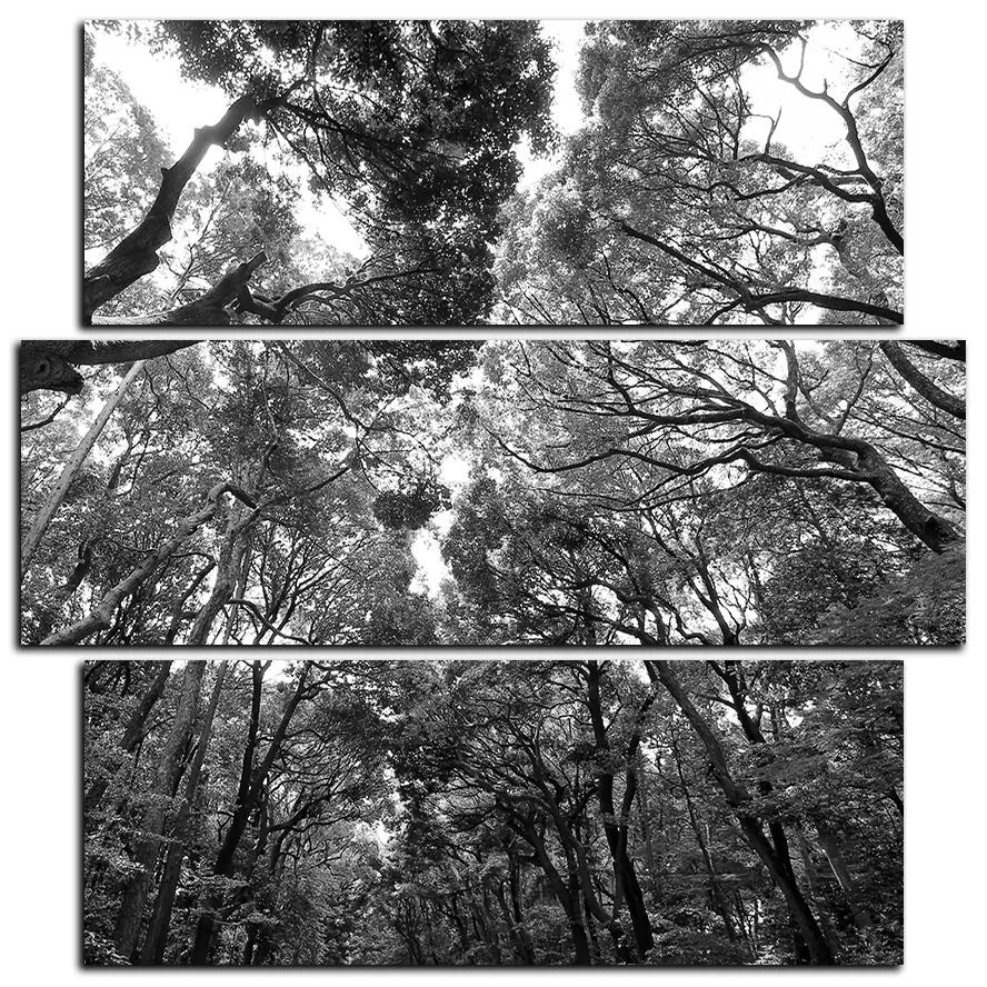 Obraz na plátne - Zelené stromy v lese - štvorec 3194QD (105x105 cm)