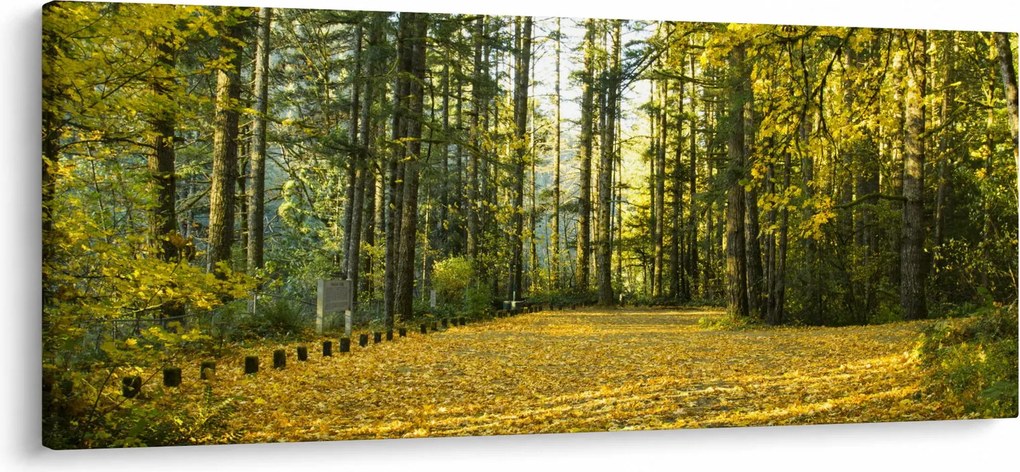 Obraz - les v jeseni (120x50 cm)