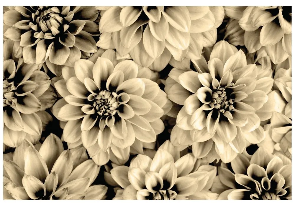 Samolepiaca fototapeta kvety dálie v sépiovom prevedení