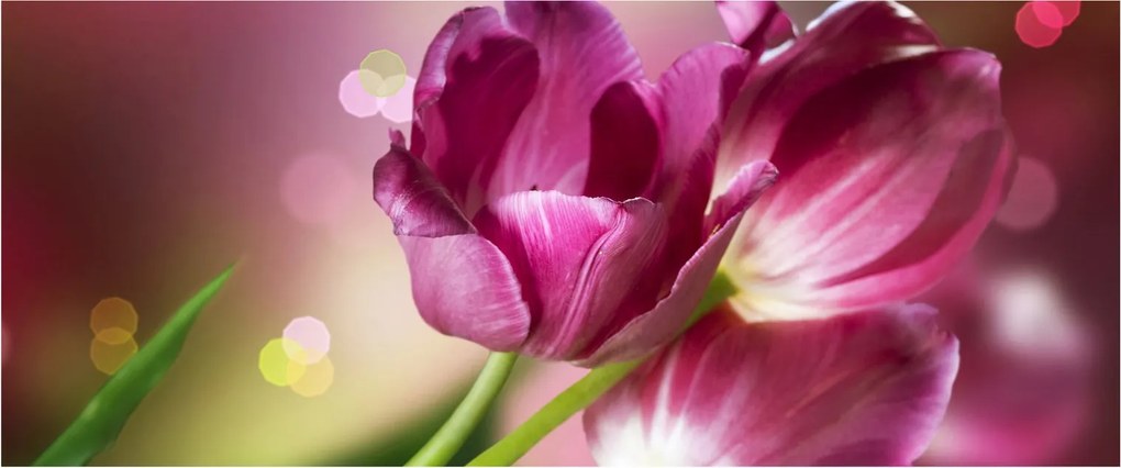 Obraz ružových tulipánov (120x50 cm)