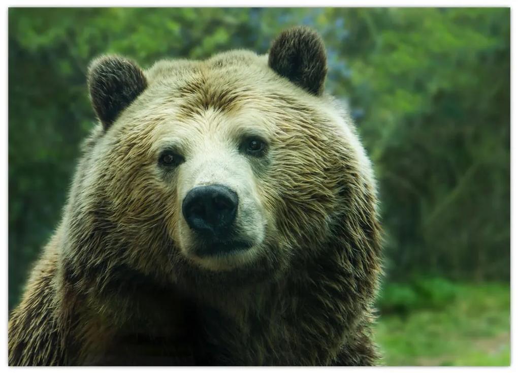 Sklenený obraz medveďa (70x50 cm)