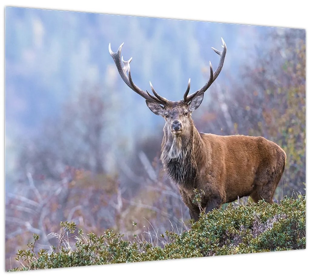 Obraz - Jeleň v krajine (70x50 cm)