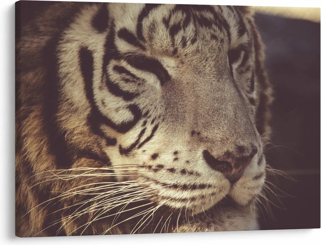 Obraz tigra (70x50 cm)
