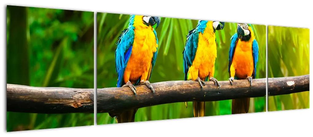 Moderný obraz - papagáje