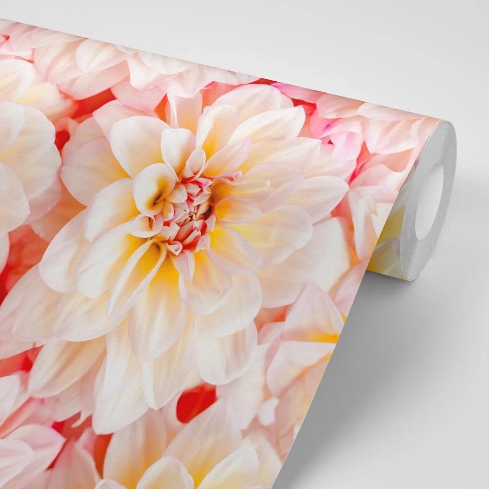 Samolepiaca fototapeta pastelové kvety dálie - 150x100