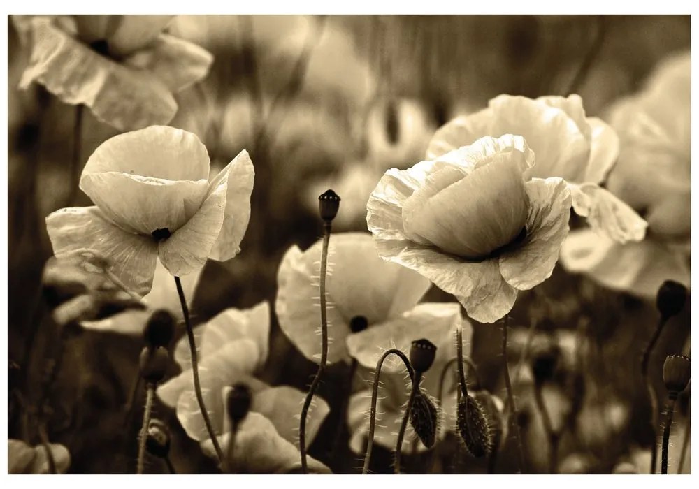 Samolepiaca fototapeta sépiové pole divých makov