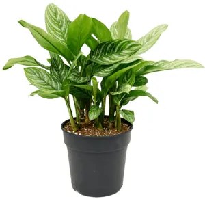 Aglaonema stripes 30x75 cm