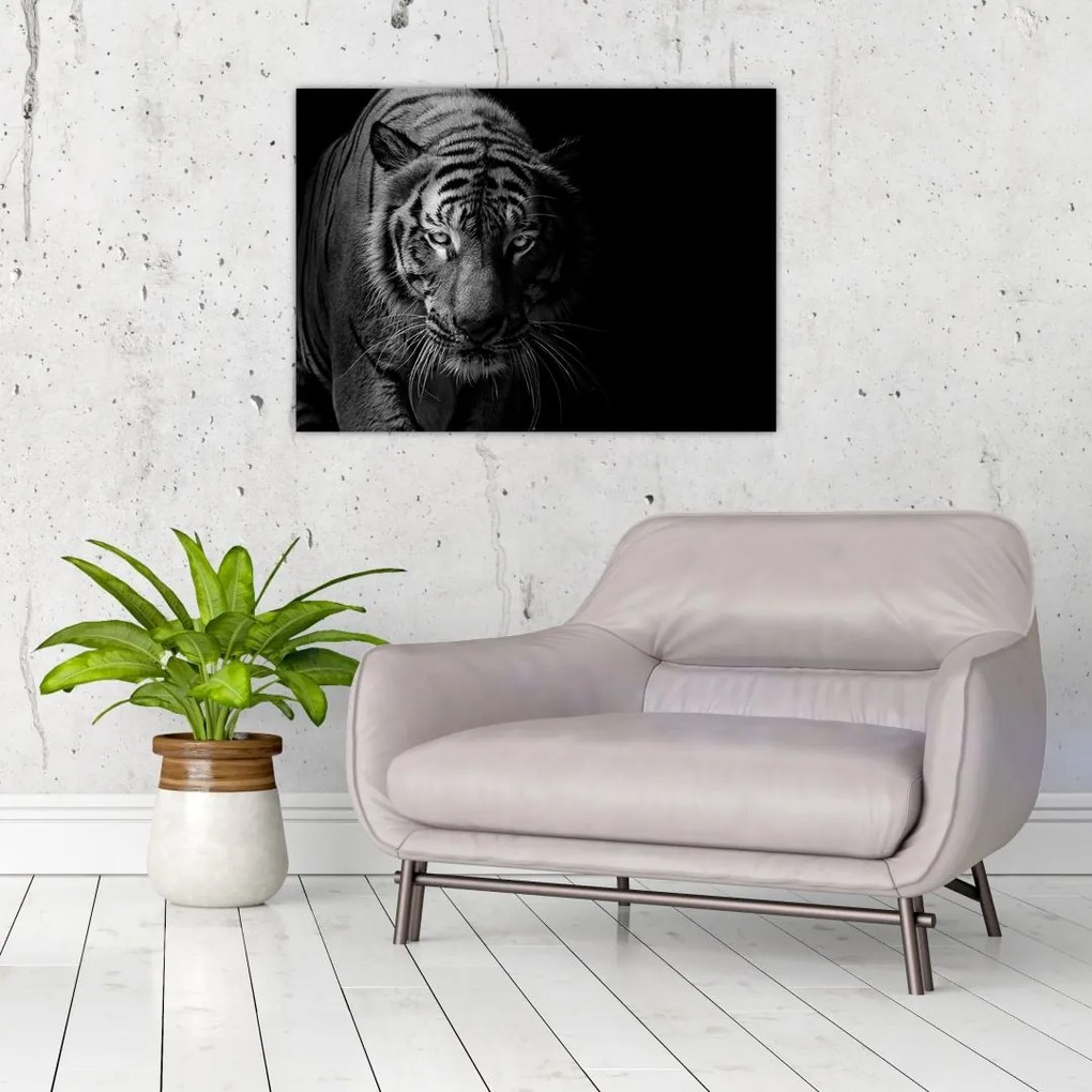 Sklenený obraz divokého tigra (70x50 cm)