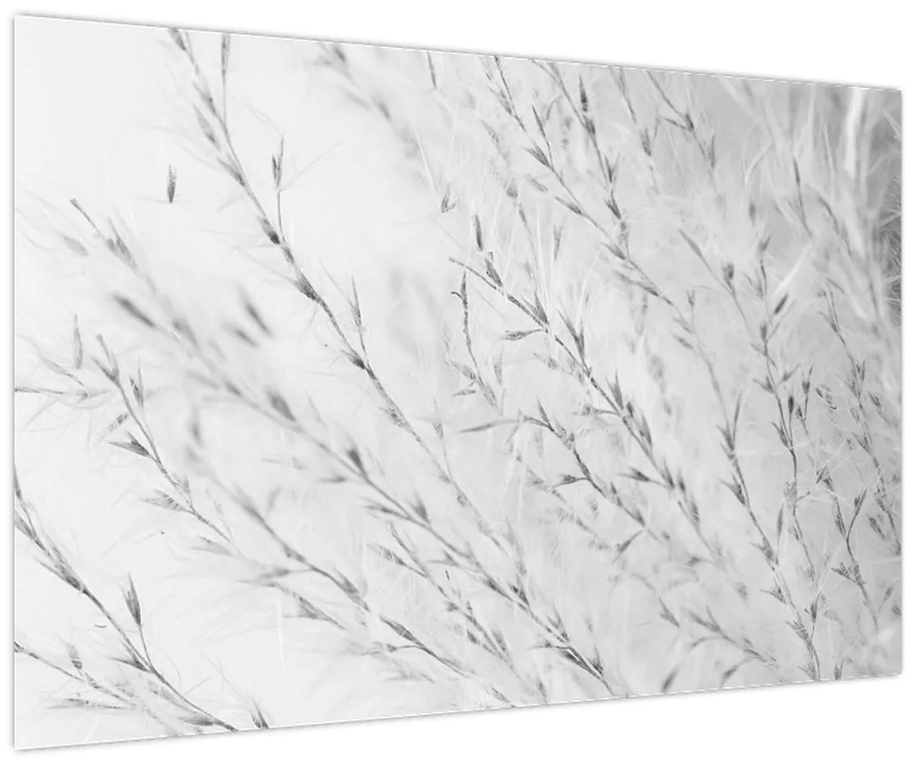 Obraz - Pampas grass N⁰2 (90x60 cm)