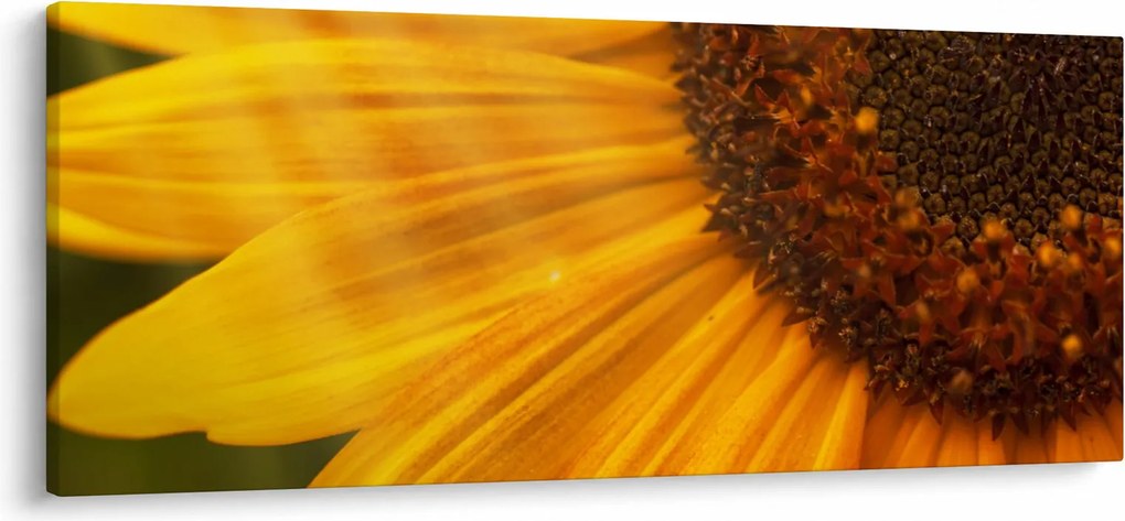 Obraz - Slnečnica (120x50 cm)