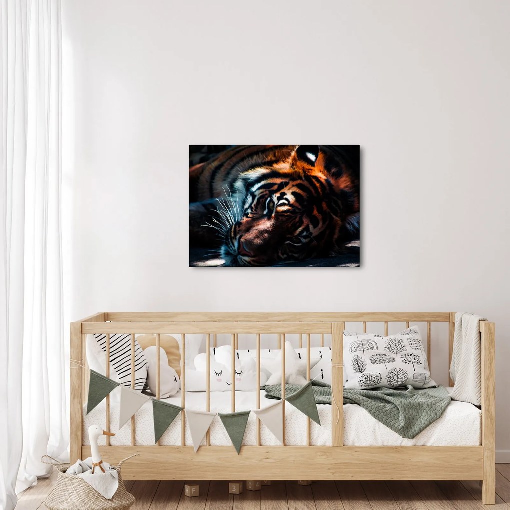 Obraz ležiaceho tigra (70x50 cm)