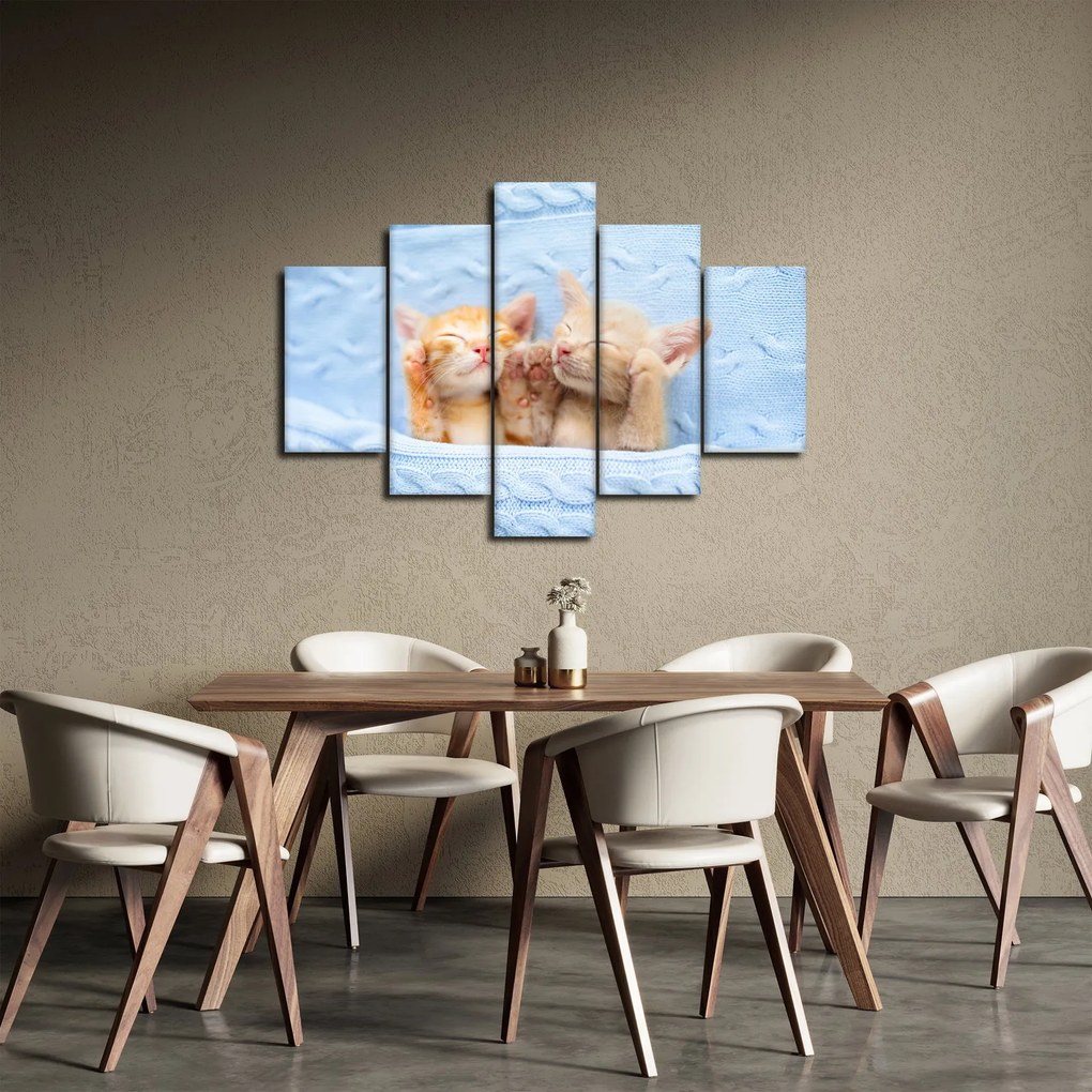 Obraz - Spiace mačiatka (150x105 cm)