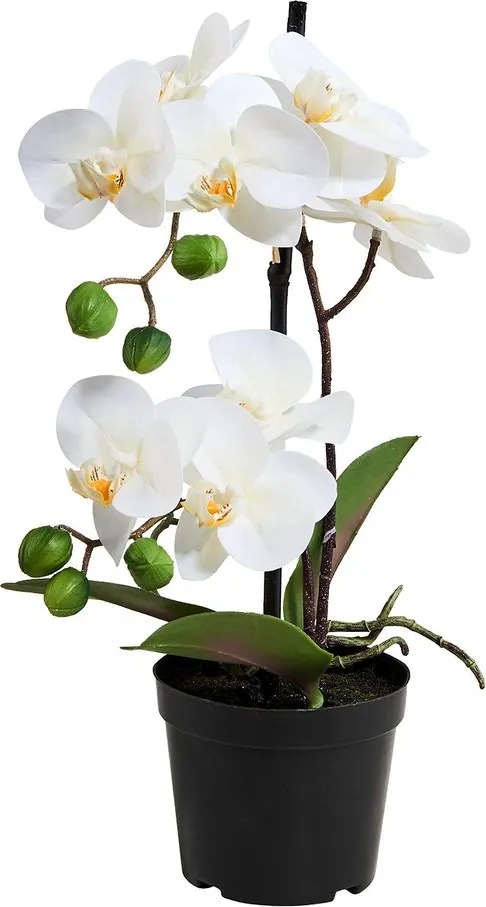 FLORISTA Orchidea v kvetináči 35 cm - biela