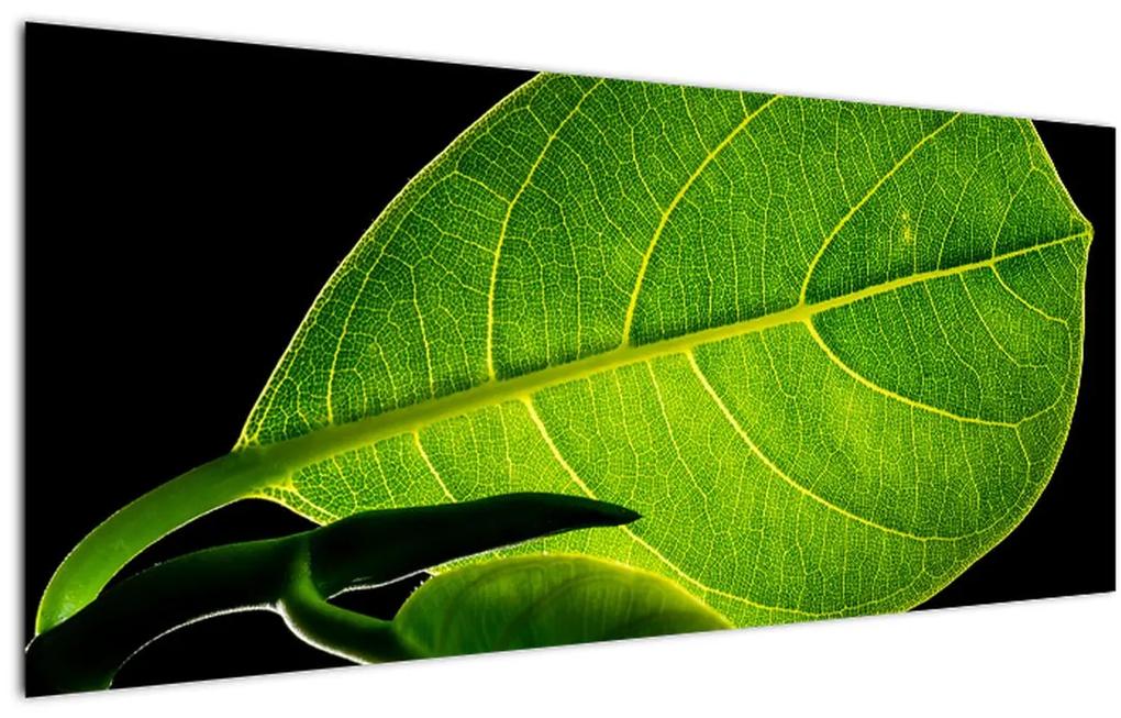 Obraz - zelený list (120x50 cm)