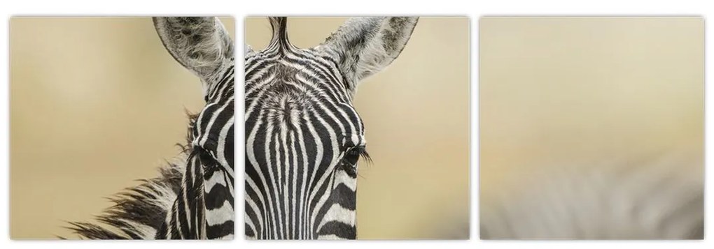 Zebra - obraz