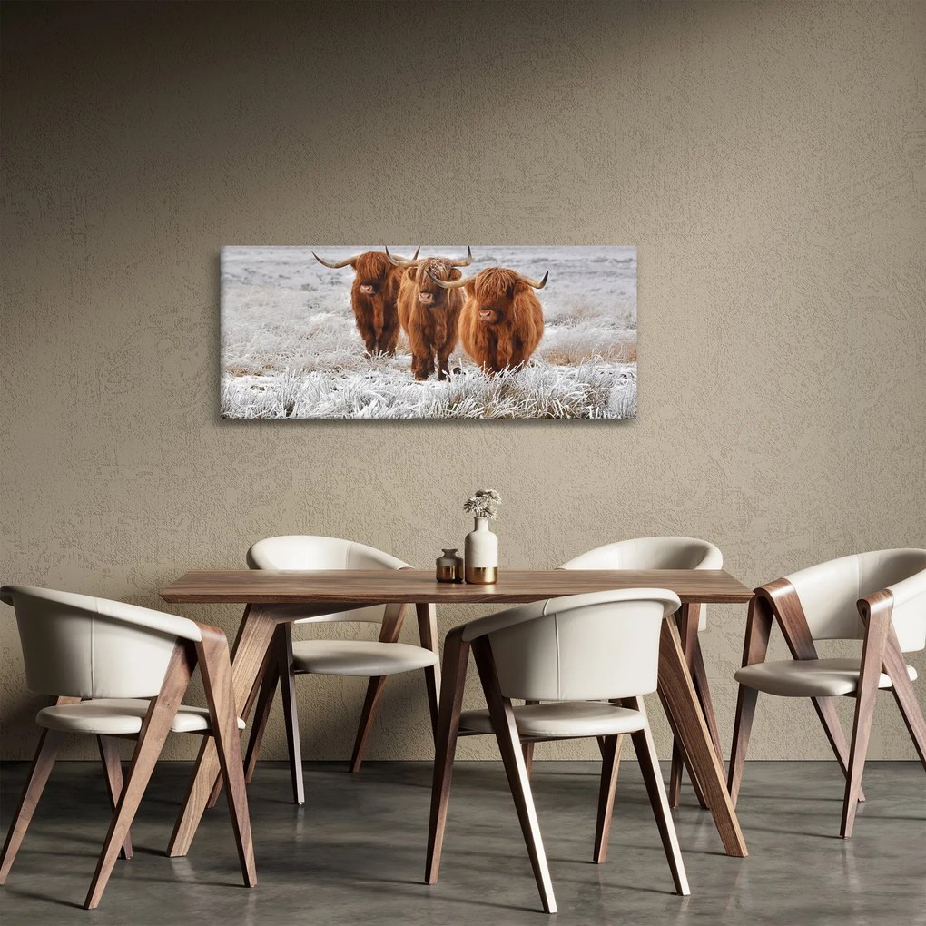 Obraz - Škótske kravy (120x50 cm)