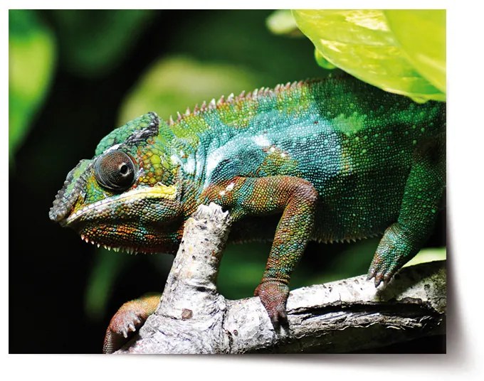 Sablio Plagát Chameleón - 60x40 cm